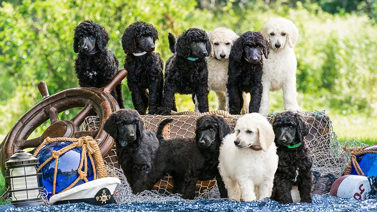 Wool ‘n Wind Wool ‘n Wind Puppies