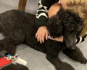 Therapy Dogs at East Hampton Middle School